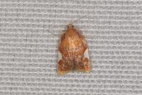 Acleris holmiana