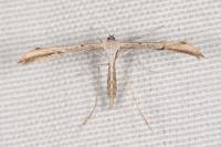 Emmelina monodactyla