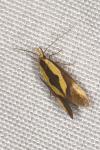 Harpella forficella