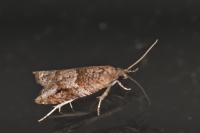 Rhopobota naevana