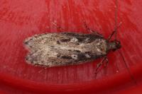 Gelechia sororculella