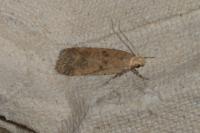 Pexicopia malvella