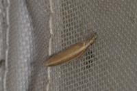 Pleurota aristella