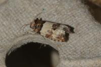 Epinotia thapsiana