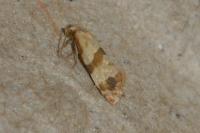 Phalonidia contractana