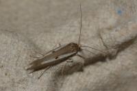 Parahyponomeuta egregiella