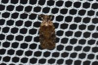 Agonopterix purpurea