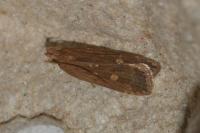 Helcystogramma triannulella