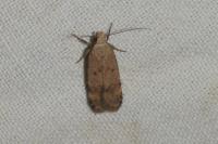 Pexicopia malvella