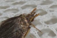 Lecithocera nigrana