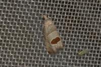 Notocelia uddmanniana