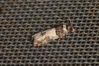 Epinotia thapsiana