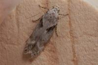 Caryocolum blandellum