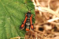 Pyropteron chrysidiforme