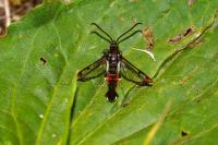 Synanthedon formicaeformis