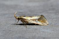 Harpella forficella