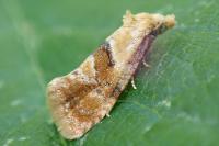 Cochylidia rupicola