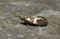 Dasycera oliviella