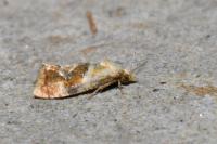 Cochylidia rupicola
