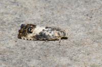 Pammene fasciana