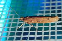 Ypsolopha ustella