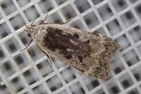 Anacampsis