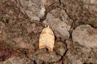Carcina quercana