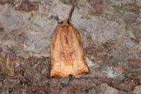 Archips podana