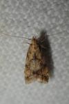 Brachmia blandella