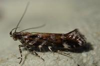 Aristotelia ericinella