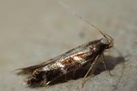 Oxypteryx wilkella