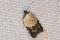 Acleris variegana