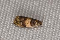 Celypha aurofasciana
