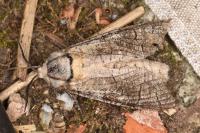 Cossus cossus