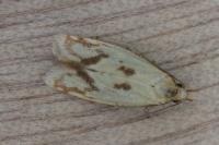 Agapeta hamana