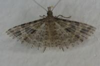 Alucita hexadactyla/huebneri