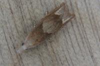 Eucosma conterminana