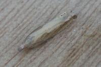 Eucosma obumbratana
