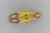 Agapeta zoegana