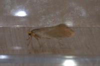 Crassa unitella