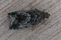 Cydia fagiglandana