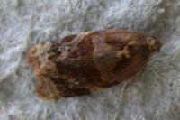 Ditula angustiorana