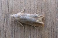 Eucosma conterminana