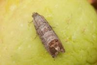 Cydia pomonella
