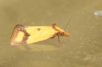 Agapeta zoegana