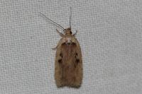 Agonopterix yeatiana