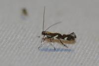 Calybites phasianipennella