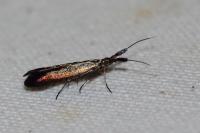 Coleophora