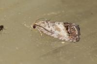 Cydia splendana