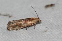 Eucosma